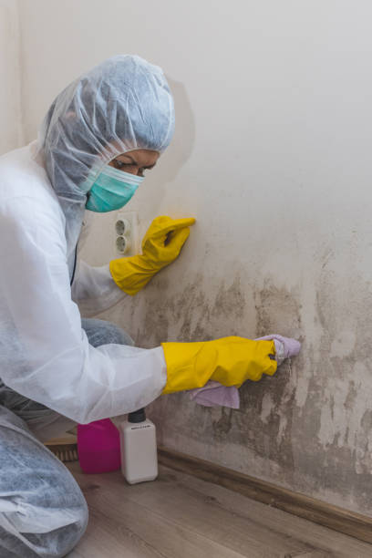 Environmental Consulting for Mold Prevention